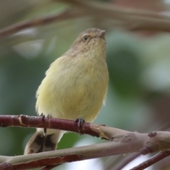 Smicrornis brevirostris (Weebill) at Symonston, ACT - 20 Jan 2024 by RodDeb