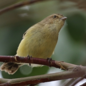 Smicrornis brevirostris at Symonston, ACT - 20 Jan 2024