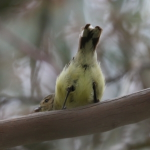 Smicrornis brevirostris at Symonston, ACT - 20 Jan 2024