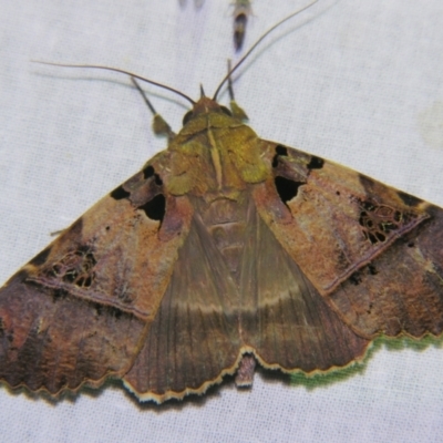 Serrodes campana (An Erebid moth) at Sheldon, QLD - 12 Jan 2008 by PJH123