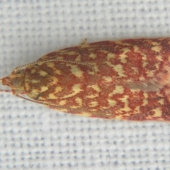 Syringoseca rhodoxantha (A concealer moth) at Sheldon, QLD - 13 Jan 2008 by PJH123