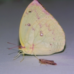 Catopsilia pomona at Sheldon, QLD - 13 Jan 2008 by PJH123