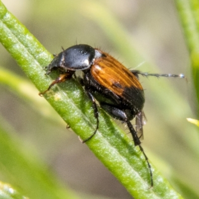 Phyllotocus navicularis (Nectar scarab) at Denman Prospect 2 Estate Deferred Area (Block 12) - 19 Jan 2024 by SWishart