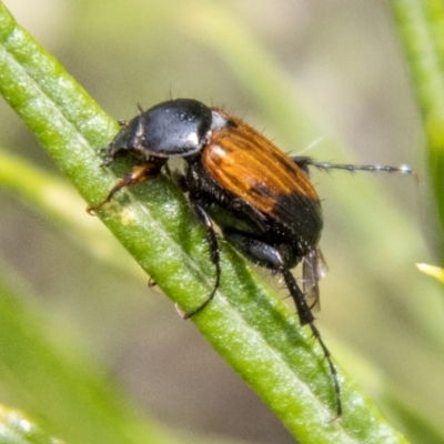 Phyllotocus navicularis (Nectar scarab) at Bluett's Block (BBL) - 20 Jan 2024 by SWishart