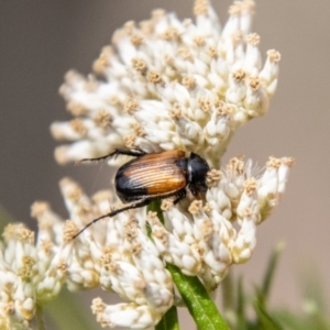 Phyllotocus navicularis at Bluett's Block (BBL) - 20 Jan 2024