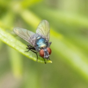 Chrysomya sp. (genus) at Bluett's Block (BBL) - 20 Jan 2024