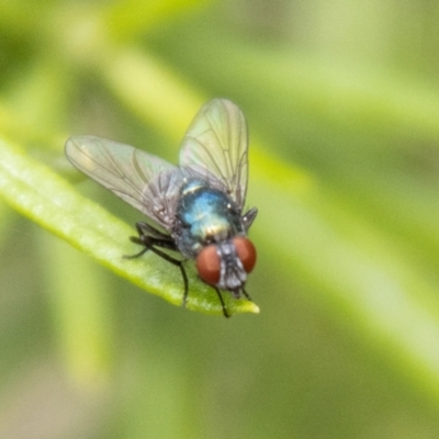 Chrysomya sp. (genus) (A green/blue blowfly) at Bluett's Block (BBL) - 19 Jan 2024 by SWishart