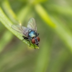 Chrysomya sp. (genus) at Bluett's Block (BBL) - 20 Jan 2024