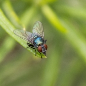 Chrysomya sp. (genus) at Bluett's Block (BBL) - 20 Jan 2024