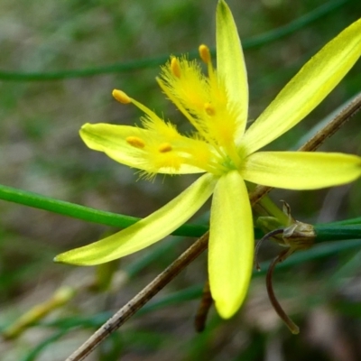 Tricoryne elatior (Yellow Rush Lily) at SCR380 at Windellama - 6 Jan 2024 by peterchandler