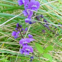 Glycine tabacina (Variable Glycine) at SCR380 at Windellama - 6 Jan 2024 by peterchandler