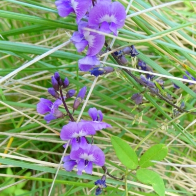 Glycine tabacina (Variable Glycine) at SCR380 at Windellama - 6 Jan 2024 by peterchandler