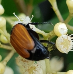 Phyllotocus rufipennis (Nectar scarab) at Gungahlin, ACT - 9 Dec 2023 by HappyWanderer