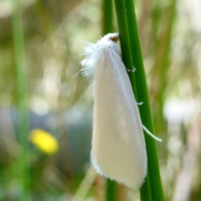 Tipanaea patulella (The White Crambid moth) at Goulburn Mulwaree Council - 19 Jan 2024 by peterchandler