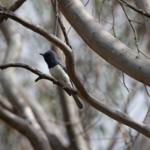 Myiagra rubecula at Hall, ACT - 20 Jan 2024