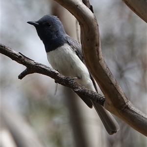 Myiagra rubecula at Hall, ACT - 20 Jan 2024