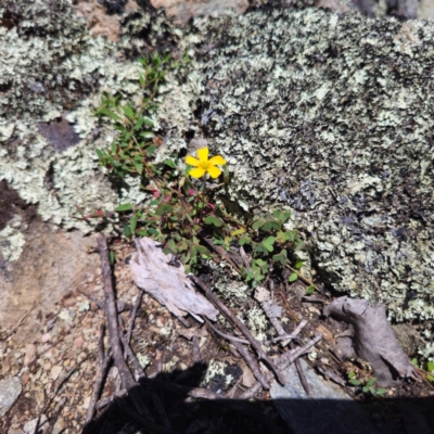 Oxalis sp. (Wood Sorrel) at QPRC LGA - 19 Jan 2024 by Csteele4