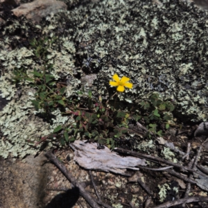 Oxalis sp. at QPRC LGA - 19 Jan 2024