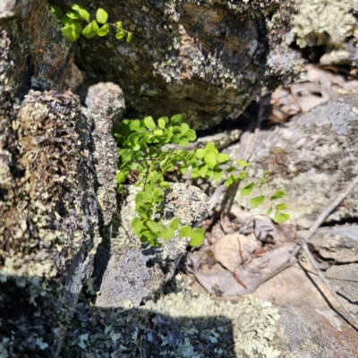 Adiantum aethiopicum (Common Maidenhair Fern) at QPRC LGA - 19 Jan 2024 by Csteele4