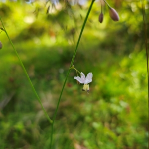 Arthropodium milleflorum at Tallaganda National Park - 19 Jan 2024