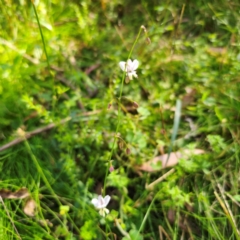 Arthropodium milleflorum at Tallaganda National Park - 19 Jan 2024 04:58 PM