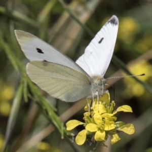 Pieris rapae at Croke Place Grassland (CPG) - 19 Jan 2024