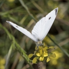 Pieris rapae at Croke Place Grassland (CPG) - 19 Jan 2024