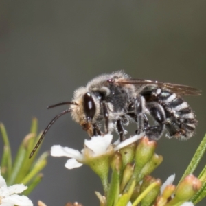 Lipotriches (Austronomia) australica at McKellar, ACT - 19 Jan 2024 11:46 AM