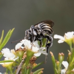 Lipotriches (Austronomia) australica at Croke Place Grassland (CPG) - 19 Jan 2024