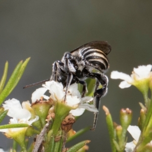 Lipotriches (Austronomia) australica at Croke Place Grassland (CPG) - 19 Jan 2024