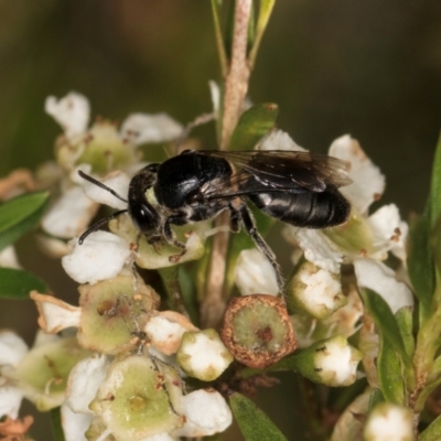 Euryglossa ephippiata (Saddleback Euryglossine Bee) at Croke Place Grassland (CPG) - 19 Jan 2024 by kasiaaus