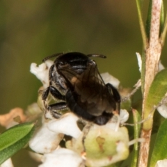 Euryglossa ephippiata at Croke Place Grassland (CPG) - 19 Jan 2024