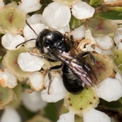 Euryglossa ephippiata at Croke Place Grassland (CPG) - 19 Jan 2024