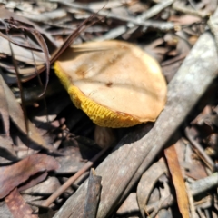 Unidentified Bolete - Fleshy texture, stem central (more-or-less) at South East Forest National Park - 18 Jan 2024 by Csteele4