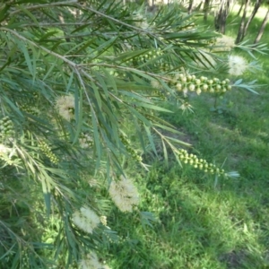 Callistemon sieberi at SCR380 at Windellama - 19 Jan 2024