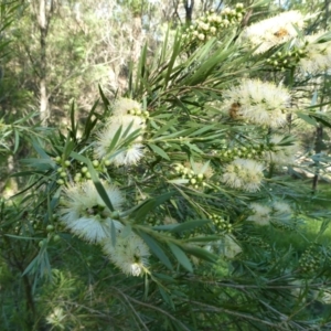 Callistemon sieberi at SCR380 at Windellama - 19 Jan 2024