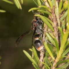 Paralastor sp. (genus) (Potter Wasp) at Croke Place Grassland (CPG) - 19 Jan 2024 by kasiaaus