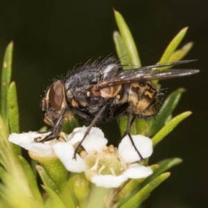 Calliphora stygia at Croke Place Grassland (CPG) - 19 Jan 2024