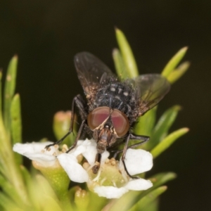 Calliphora stygia at McKellar, ACT - 19 Jan 2024