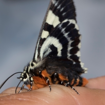 Phalaenoides glycinae (Grapevine Moth) at Higgins, ACT - 19 Jan 2024 by AlisonMilton