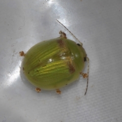 Paropsisterna hectica (A leaf beetle) at Russell, ACT - 16 Jan 2024 by AlisonMilton