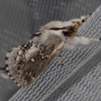 Porela delineata (Lined Porela) at Higgins, ACT - 19 Jan 2024 by AlisonMilton