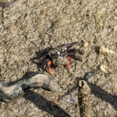 Heloecius cordiformis (Semaphore Crab) at Jervis Bay Maritime Museum - 20 Jan 2024 by AniseStar