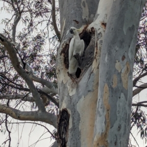 Cacatua galerita at Page, ACT - 20 Jan 2024