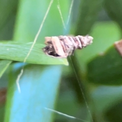 Psychidae (family) IMMATURE (Unidentified case moth or bagworm) at Darlington, NSW - 20 Jan 2024 by Hejor1