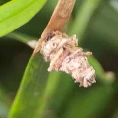 Lomera xanthochrysa (Lateral case moth) at Darlington, NSW - 20 Jan 2024 by Hejor1