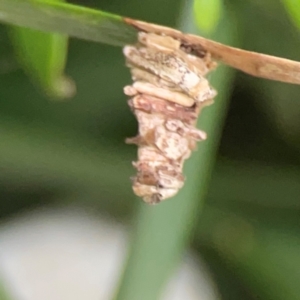 Lomera xanthochrysa at Darlington, NSW - 20 Jan 2024