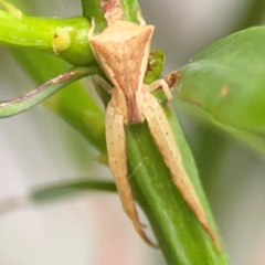 Sidymella trapezia (Trapezoid Crab Spider) at Darlington, NSW - 20 Jan 2024 by Hejor1
