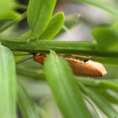 Ellipsidion humerale (Common Ellipsidion) at Darlington, NSW - 20 Jan 2024 by Hejor1