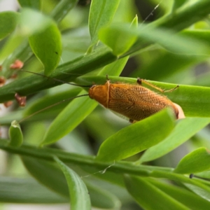 Ellipsidion humerale at Darlington, NSW - 20 Jan 2024